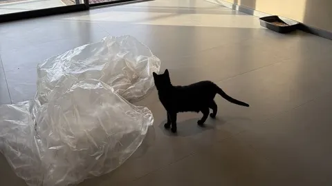 Gato preto andando em uma sala vazia com plástico de mudança no chão