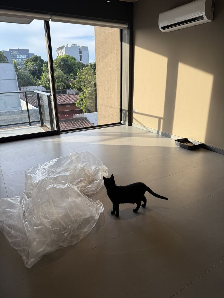 Gato preto andando em uma sala vazia com plástico de mudança no chão